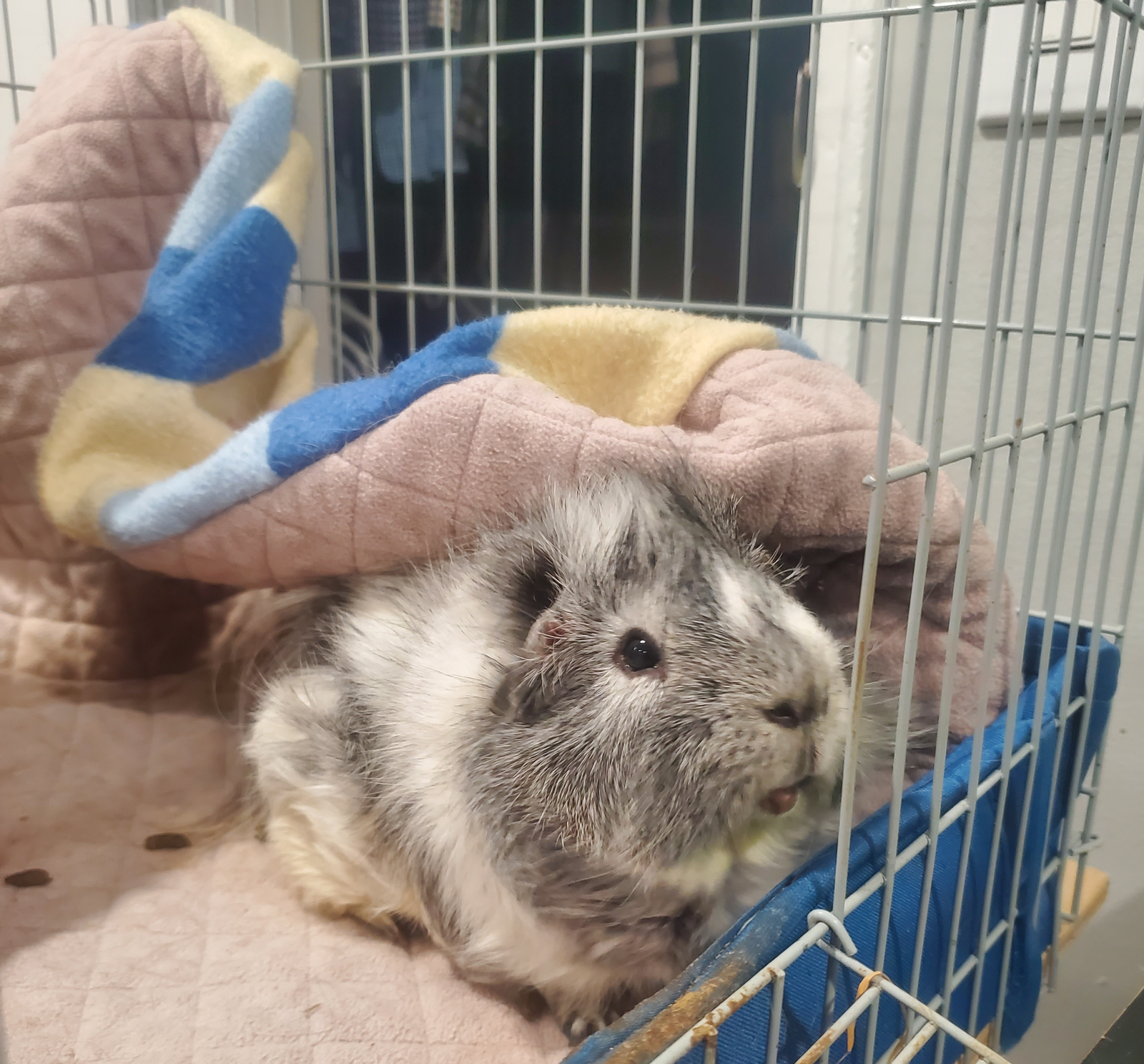 GuineaDad Premium Liner